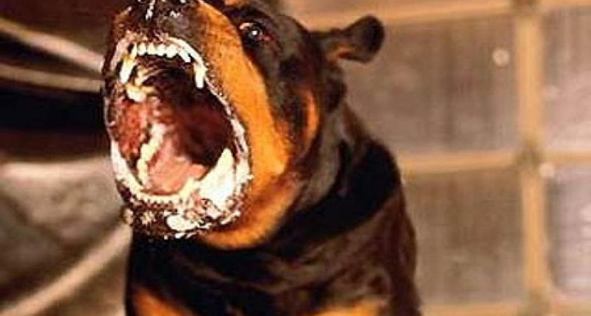 В Советском районе Волгограда объявлен карантин по бешенству