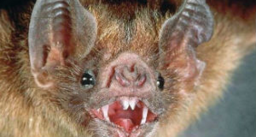 В Центральном районе Волгограда на два месяца введён карантин по бешенству