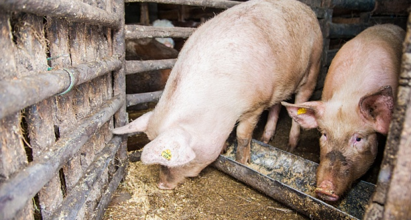 В Среднеахтубинском районе снят карантин по АЧС