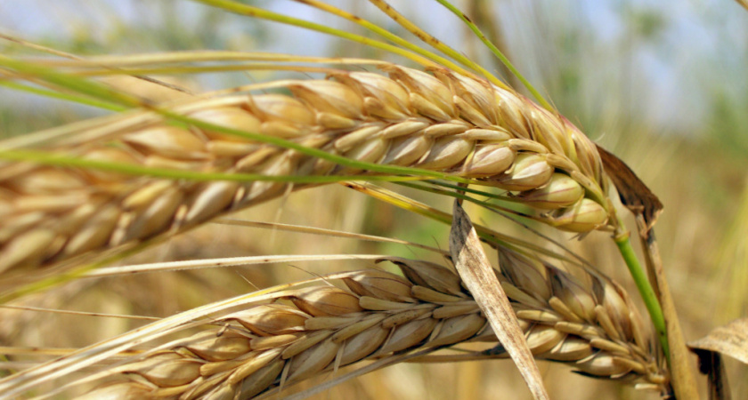 Экспорт зерна выше прошлогоднего, но прогноз не радует