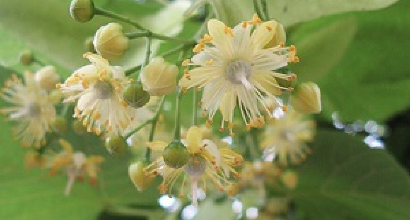 4 июля - Ульянов день