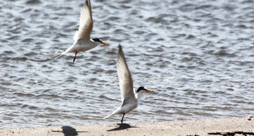 Волгоградские орнитологи провели мониторинговые наблюдения 