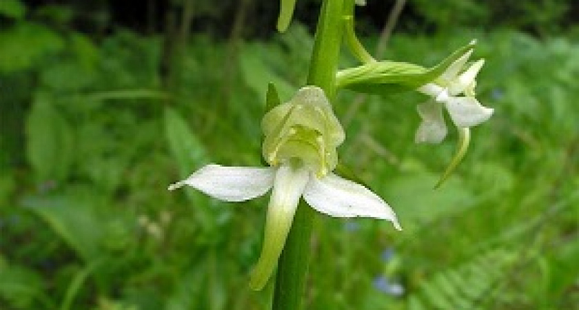 Ботаники нашли новые популяции редких растений в Волгоградской области