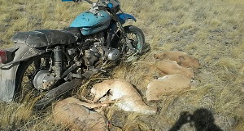 В Волгограде под суд идут охотники на сайгаков