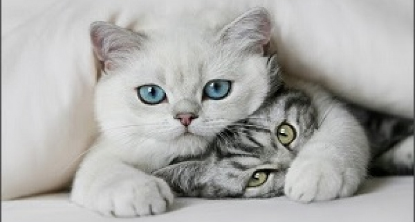 8 августа – Всемирный день кошек