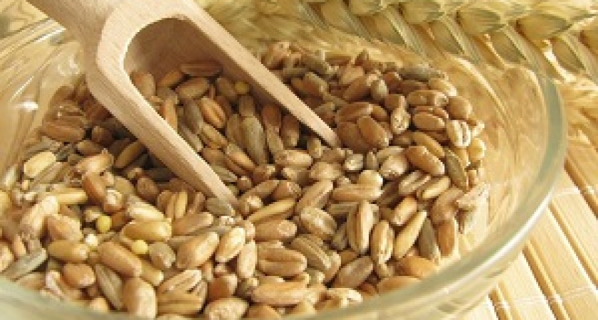 Цены на зерно гнутся под урожаем