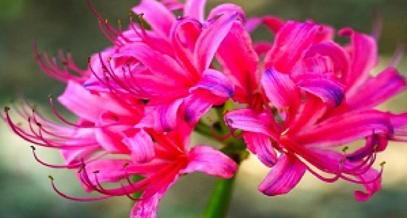 В Волгоградском ботаническом саду распустился ликорис