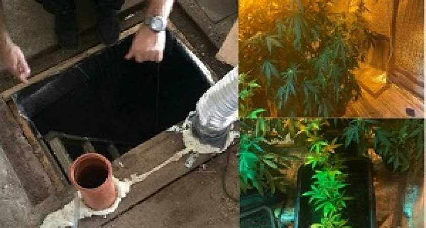 В г.Волжском задержаны сбытчики марихуаны