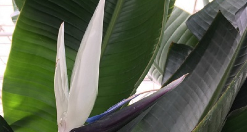 В ботаническом саду Волгограда распустился необычный цветок