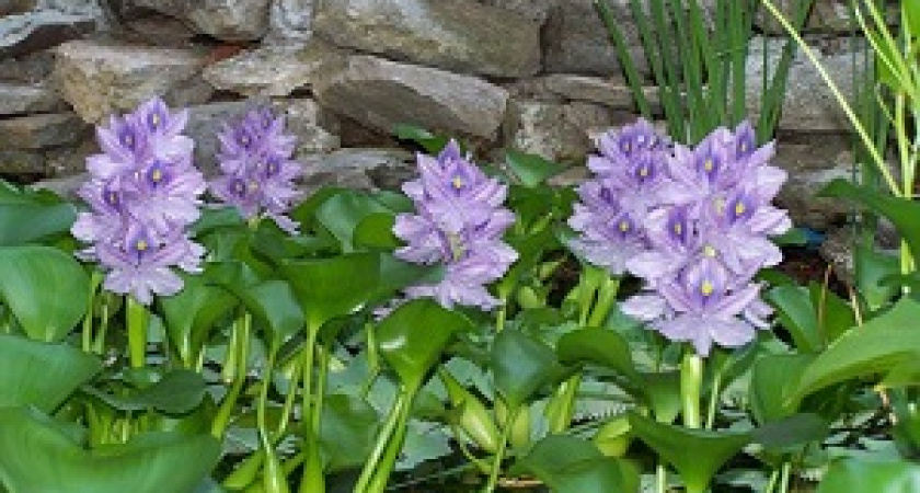 Волгоградский ботанический сад приглашает на осенние экскурсии