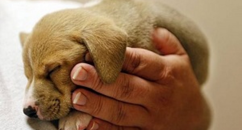 4 октября – Всемирный день защиты животных