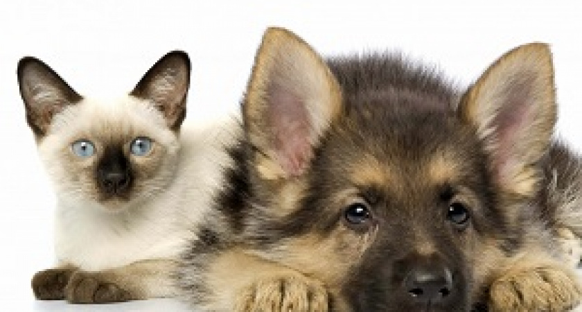 В России введут платную регистрацию домашних животных