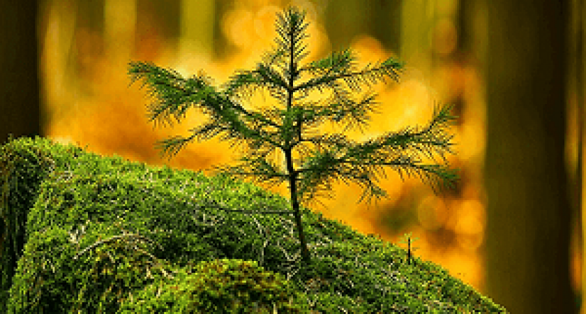 В Волгограде стартовал конкурс рисунков «Живи, лес! - 2017»