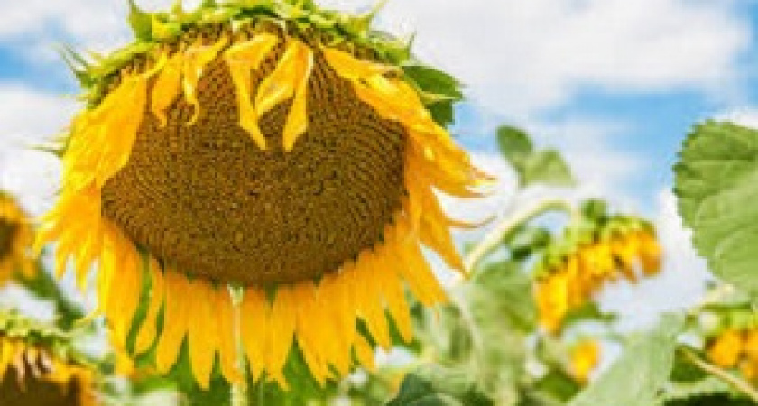 Под Волгоградом обнаружено 640 тонн зараженного подсолнечника