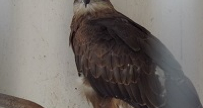 Под Волгоградом после операции поправляется раненый коршун, найденный на автотрассе