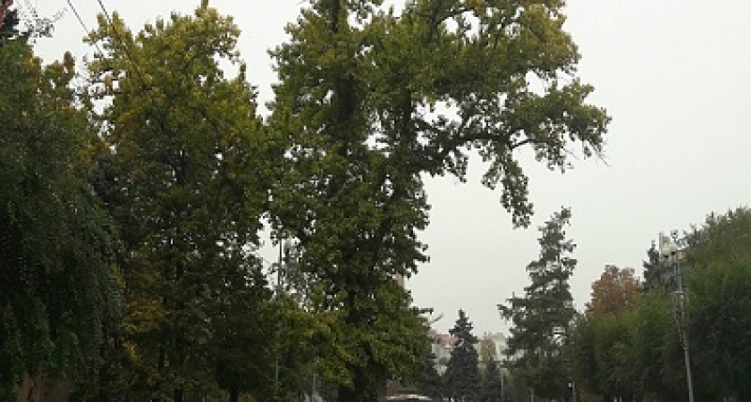 Легендарный сталинградский тополь будет расти в районах Волгоградской области