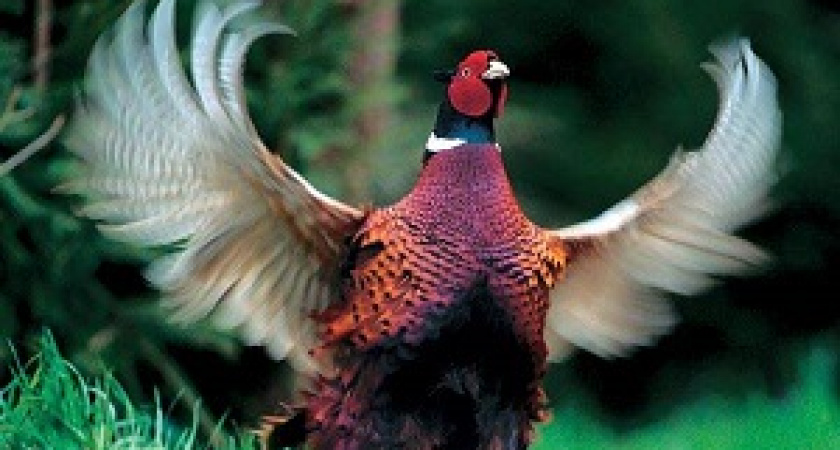 В Волгоградской области открылась охота на фазана