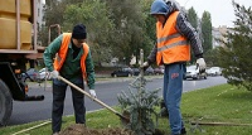 В Волгограде высадили еще 300 деревьев