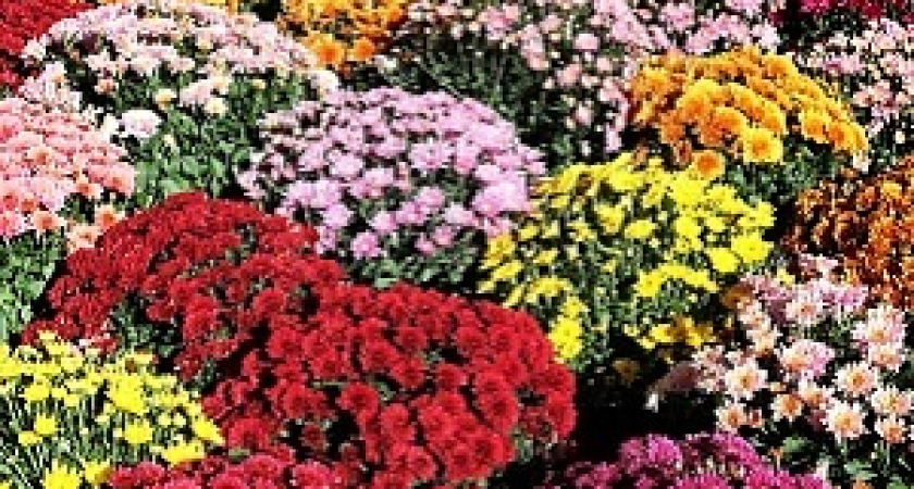 В Волгоградской области состоится «Бал хризантем»