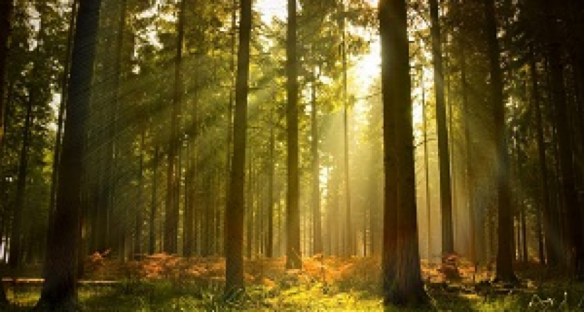 В Волгоградской области подвели итоги конкурса «Лучшее школьное лесничество»