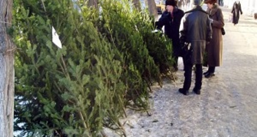 В Волгограде определены площадки под продажу лесных красавиц