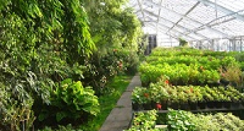 Волгоградский ботсад поделится секретами новогодней флористики