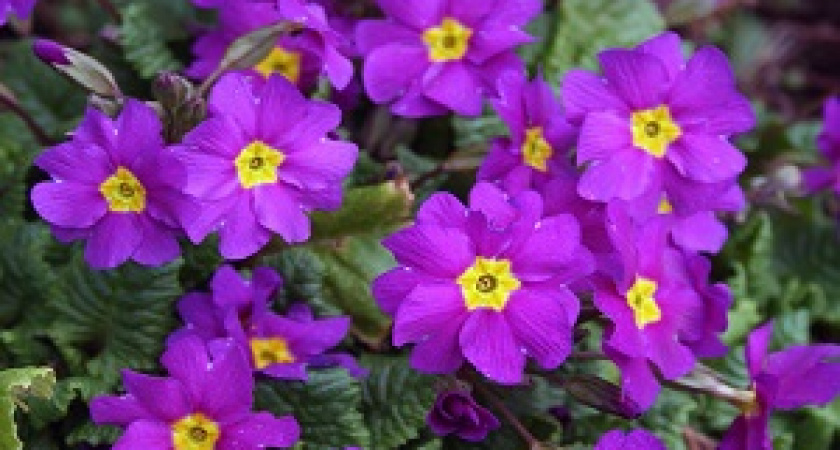 «Символы любви» и «цветы солнца»