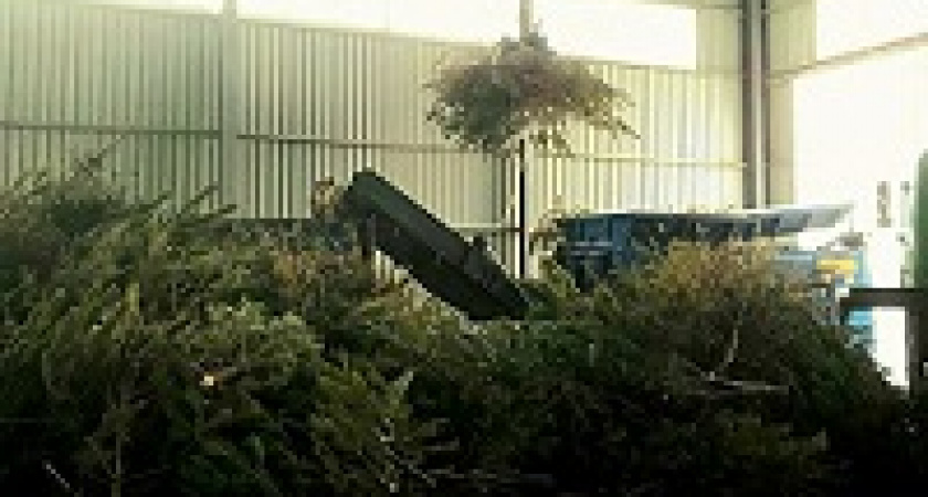 Вторая жизнь для елки