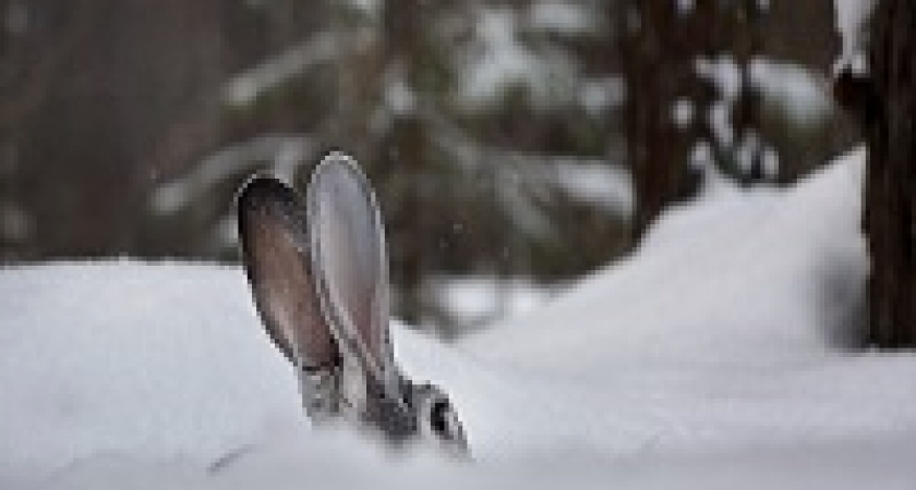 Волгоградским охотникам напоминают о закрытии сезона