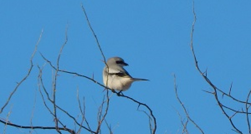 Природный парк «Щербаковский» пополнился краснокнижными сорокопутами 
