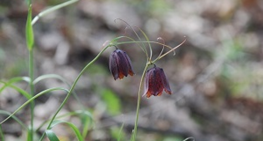 В Волгоградской области стартовала акция «Вестники весны»