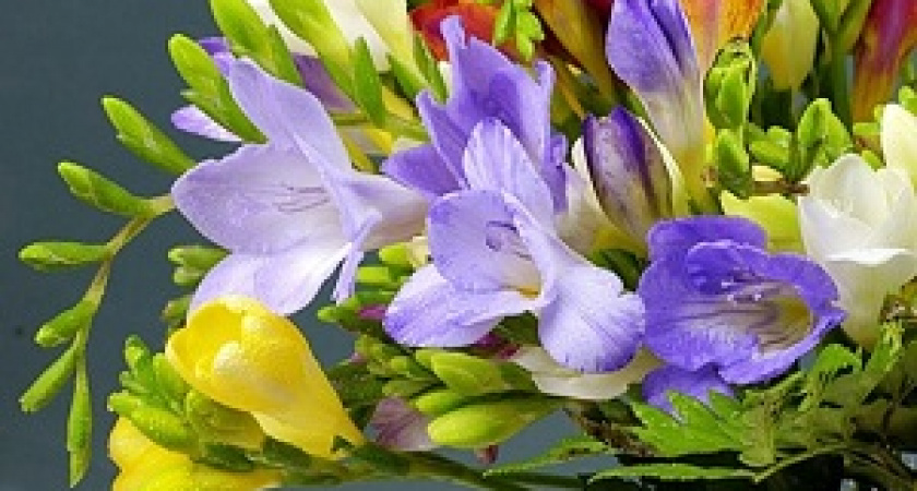 В ботаническом саду Волгограда зацвела фрезия 