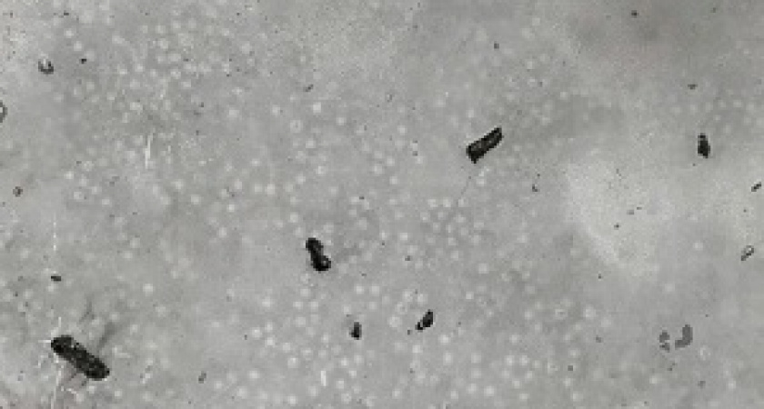 Крепче брони