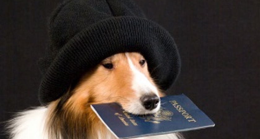 Животных – под контроль