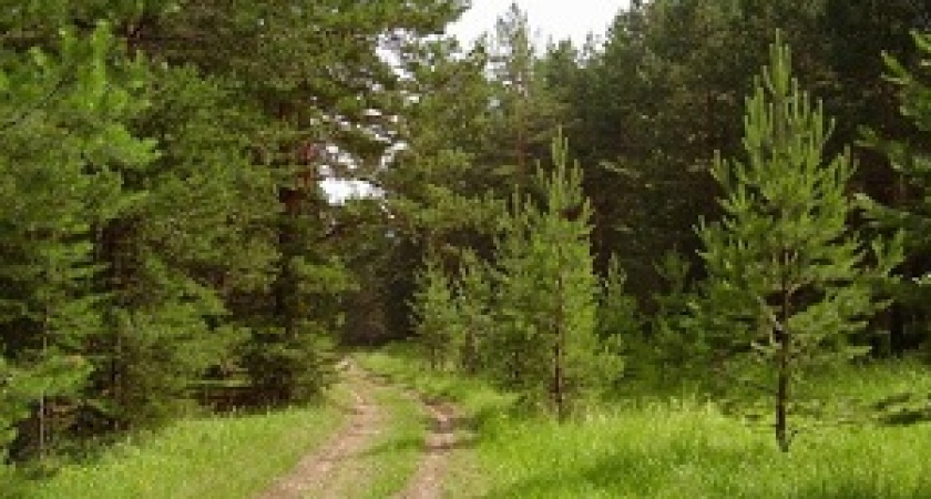 В Волгоградском регионе стартовала акция «Очистим лес от мусора»