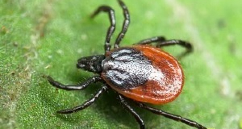 Как уберечься от клещей и что делать в случае укуса