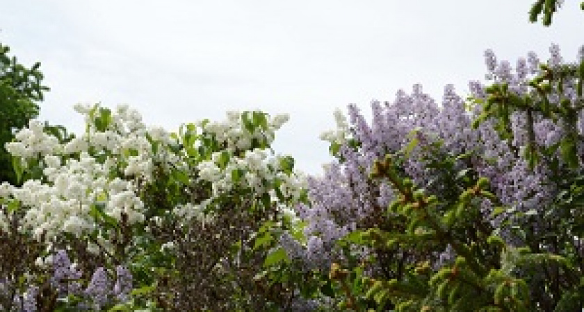 В Волгограде подвели итоги конкурса «Сталинградская Сирень – Сирень Победы» 