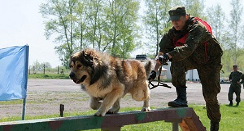 Волгоградские кинологи с питомцами принимают участие в конкурсе «Верный друг»