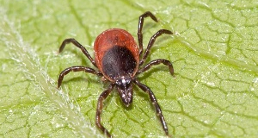 Волгоградцев предупреждают об активности клещей