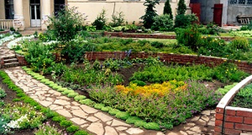 Волгоградский ботанический сад угостит всех желающих фиточаем