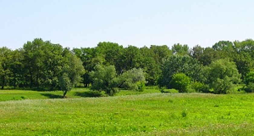 Волгоградский бизнесмен вернул 373 га лесфонда, принадлежащего государству