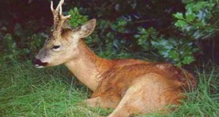 В Волгоградской области за подстрел косули привлечен местный житель