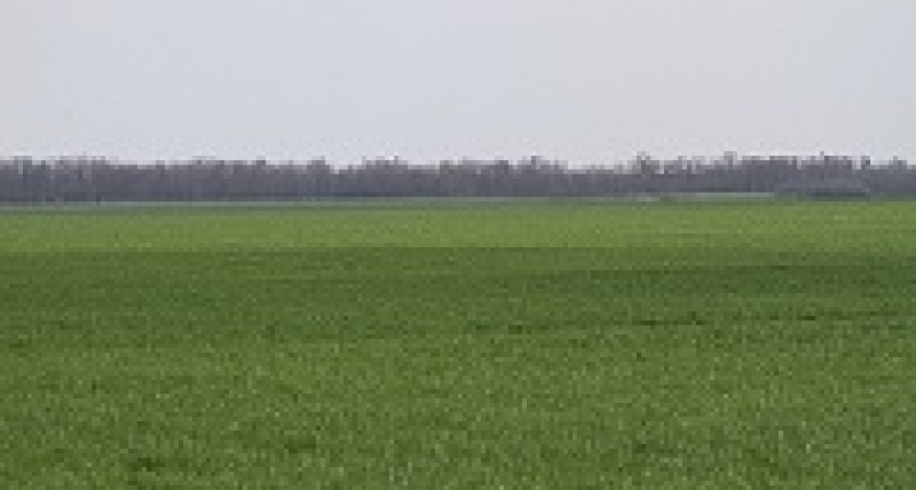 Регион превысил планы по засеву зерна