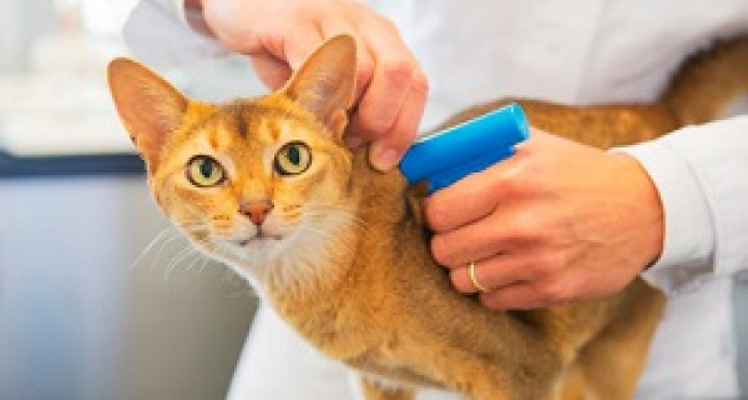 В России будут маркировать животных?