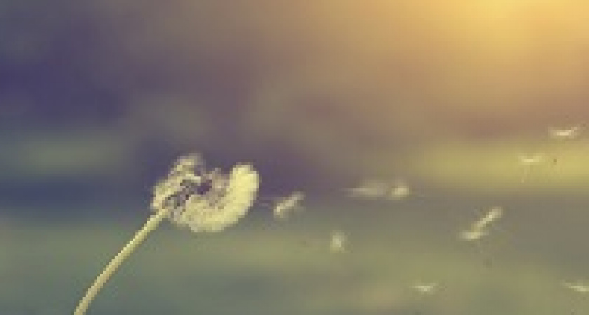 Сегодня – Всемирный день ветра