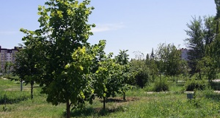 В Волгограде устанавливают автоматический поливочный водопровод