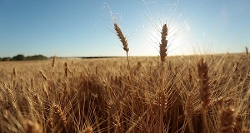 В Волгоградской области состоялся День поля