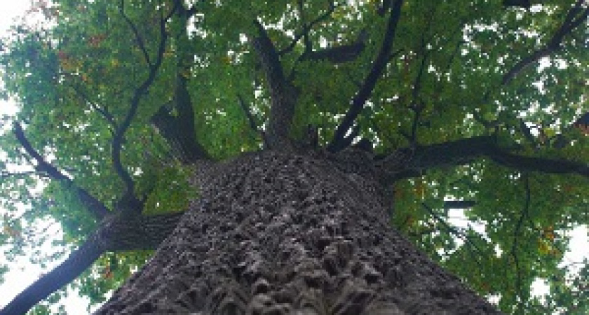 В волгоградском ботаническом саду провели обследование Дуба-Патриарха