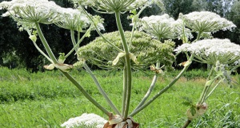 Минсельхоз решил штрафовать дачников за борщевик