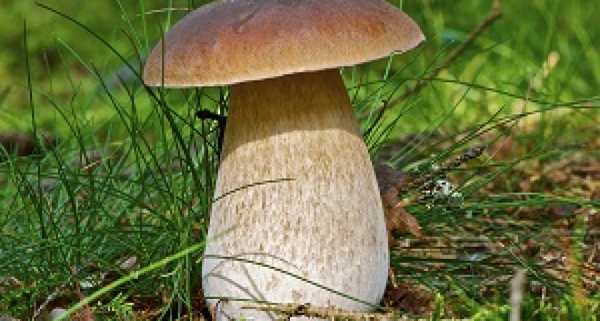 Роспотребнадзор опубликовал памятку по сбору и покупке грибов  